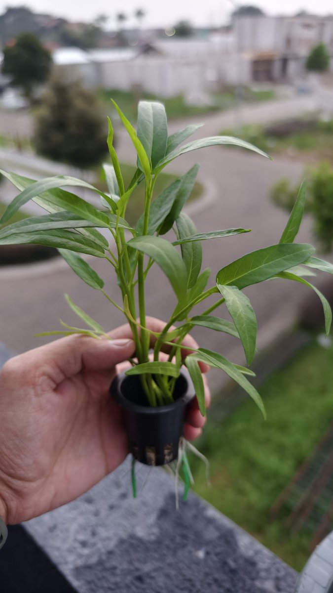 harrynv_'s tweet photo. Hidroponik sistem wick. Cocok banget untuk pemula. 
Tanamannya pilih yang gampang diajak kerjasama kayak pakchoy dan kangkung https://t.co/vde9TGZuCw