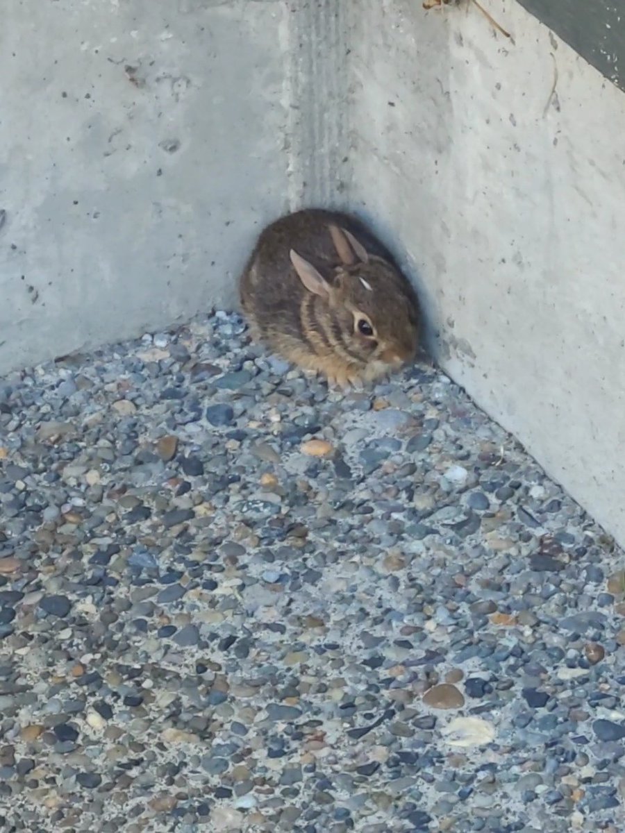 Прибился серенький к гаражу. Размером с пачку сигарет- боюсь трогать- вдруг сердце у него лопнет от страха... что делать с ним?- как выпустить на луг? Или птицы съедят?..
Какие советы?