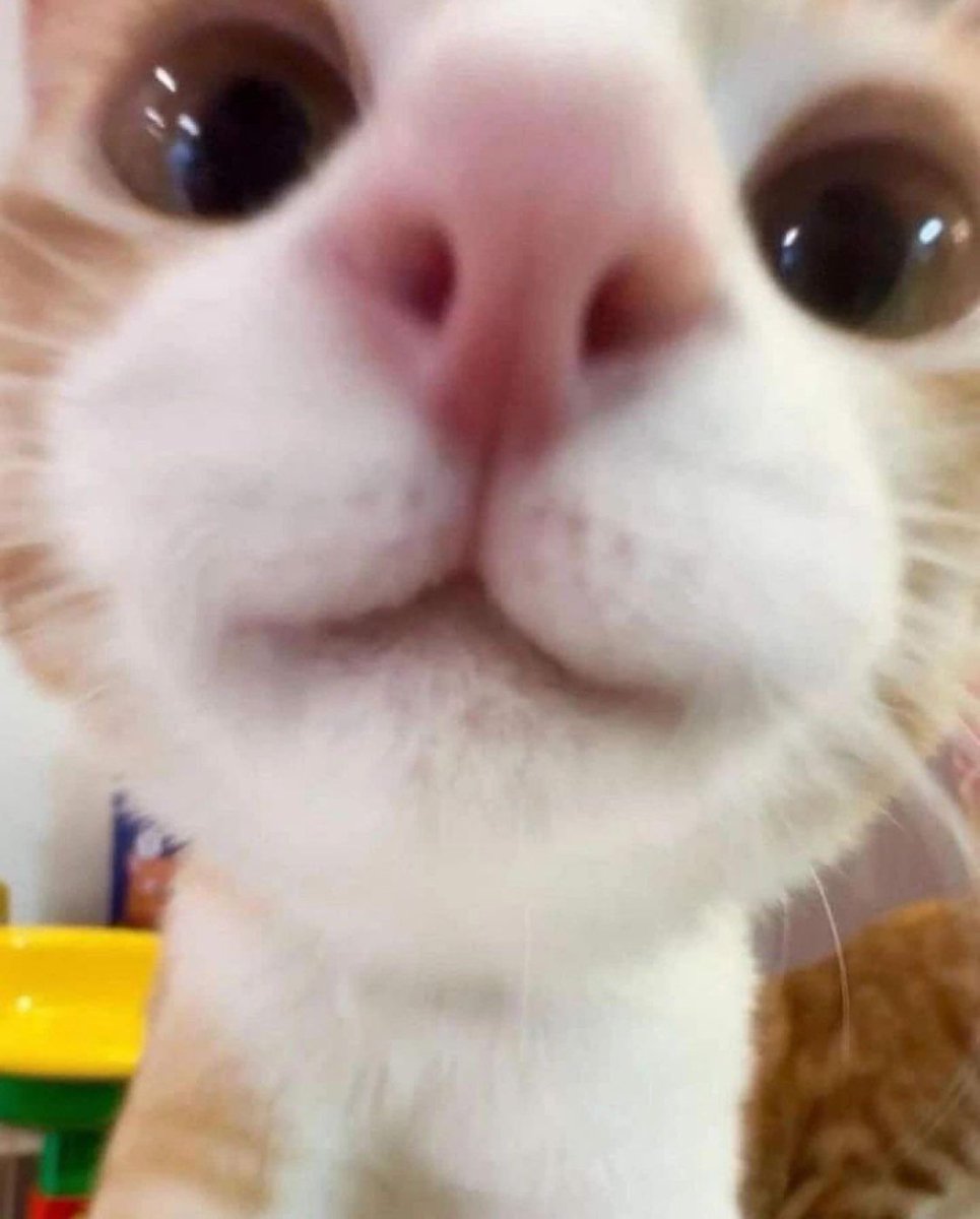 PostsOfCats's tweet photo. hi https://t.co/Rh7dDDAkjs