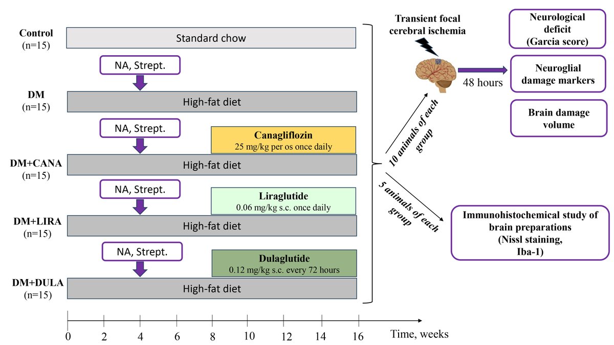 JasmineChow0705's tweet photo. ☄️#FBL Friday paper share!
📖 Microglia Involvement into Acute and Chronic Brain Damage in Diabetic Rats: Impact of GLP-1RA and SGLT-2i
✏️Anna Simanenkova, et al
🔍https://t.co/G6tTzGDxGi
#diabetes #microglia #SGLT https://t.co/tiT99lHnVO
