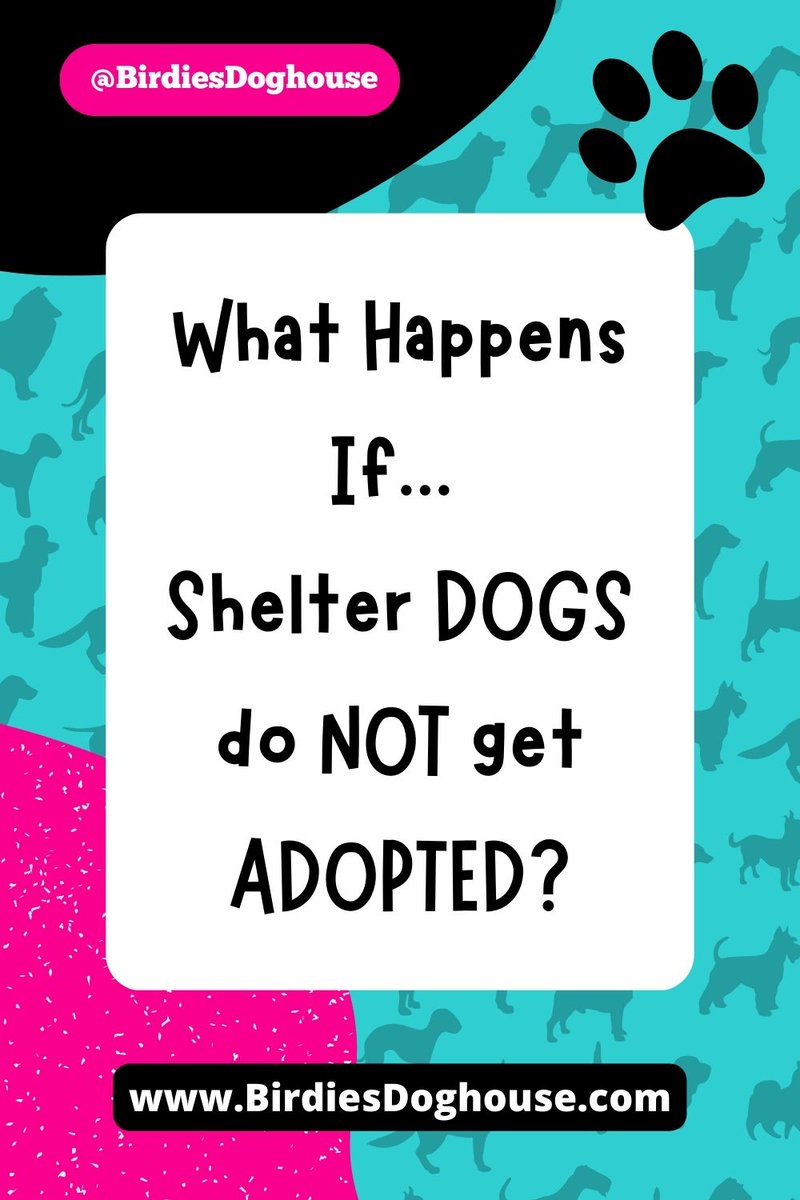 BirdiesDoghouse's tweet photo. #TheTruth A Dose of #Reality 😱 What Happens to #ShelterDogs That Do NOT Get Adopted? 🐶 👉 https://t.co/REi6efvNIg
.
#DogsLivesMatter #DogAdoptions #AnimalAdoptions #PetAdoptions #DogRescue #AnimalRescue #AnimlaShelter #AdoptADog #RescueDogs #AnimalWelfare #ShelterDogLife https://t.co/7HgDsOwLTv
