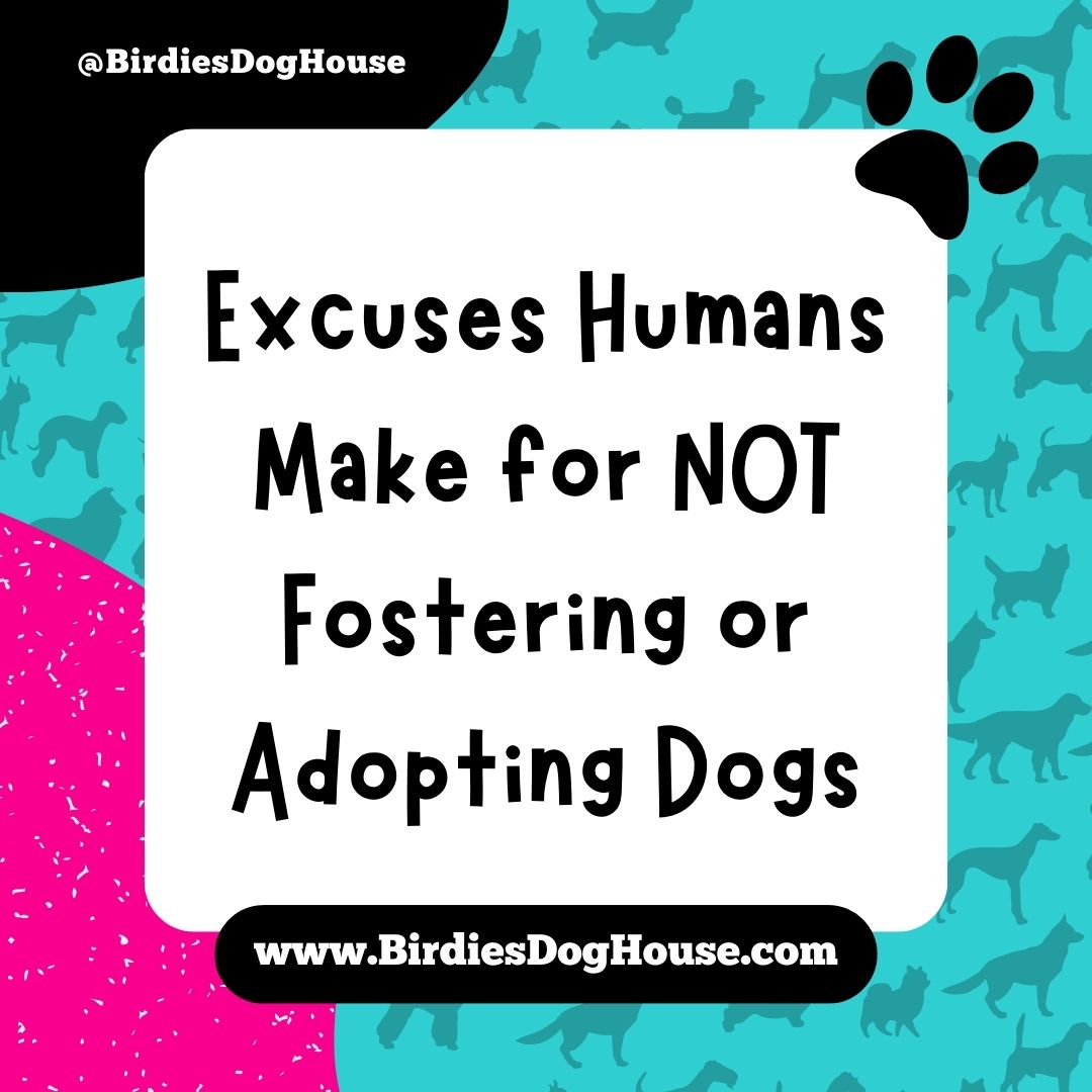 BirdiesDoghouse's tweet photo. 😱 Biggest #Excuses Humans Make for NOT Fostering or Adopting Dogs 🐶 👉 https://t.co/0MlEL4Csp9 
.
#ShelterDogs #DogAdoption #Fostering #Dogs #FosterCare #DogRescue #AnimalShelter #DogAdoptions #PetAdoptions #DogFoster #FosteringDogs #FosteringSavesLives #DogsLivesMatter https://t.co/jBUjpAZOfp
