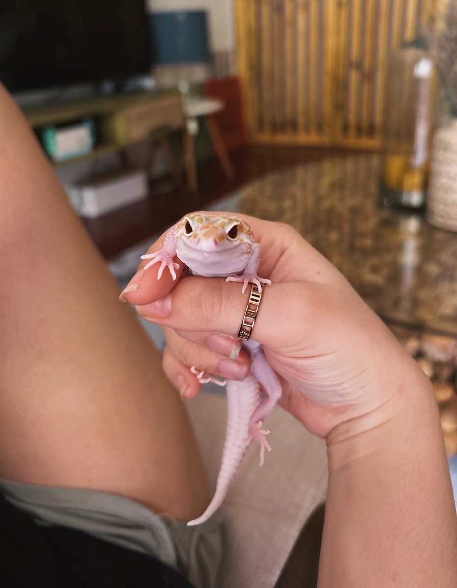 Same picture really (feat. My leopard gecko, Loki)