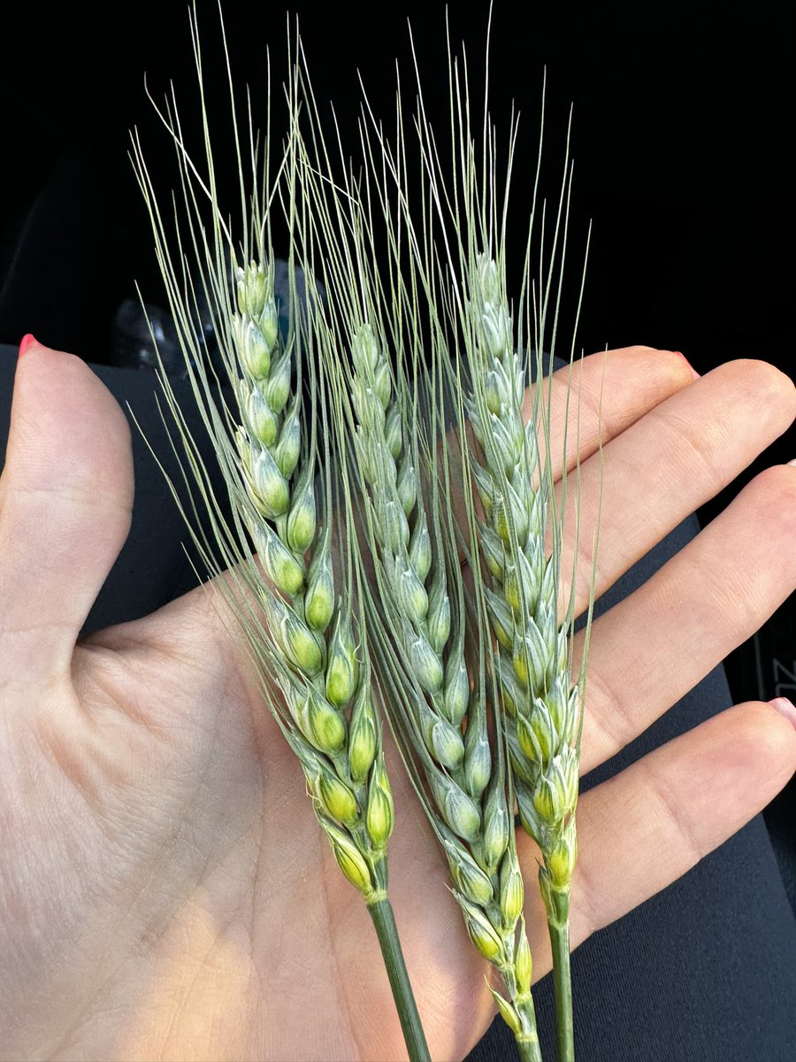 Jade Almberg tweet media