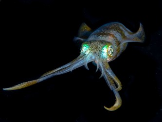 CMS_UTas (@cms_utas) on Twitter photo Dive into the fascinating world of squid! 🦑 Listen to <a href="/SeaCreature_Pod/">Seacreatures Podcast</a> featuring <a href="/GrettaPecl/">@GrettaPecl</a>. Check out the link for an in-depth discussion on these amazing cephalopods.
open.spotify.com/episode/45kodF…
📸: Ocean Photos by Matt Testoni (@matt_testoni_photography on Instagram) Dive into the fascinating world of squid! 🦑 Listen to <a href="/SeaCreature_Pod/">Seacreatures Podcast</a> featuring <a href="/GrettaPecl/">@GrettaPecl</a>. Check out the link for an in-depth discussion on these amazing cephalopods.
open.spotify.com/episode/45kodF…
📸: Ocean Photos by Matt Testoni (@matt_testoni_photography on Instagram)