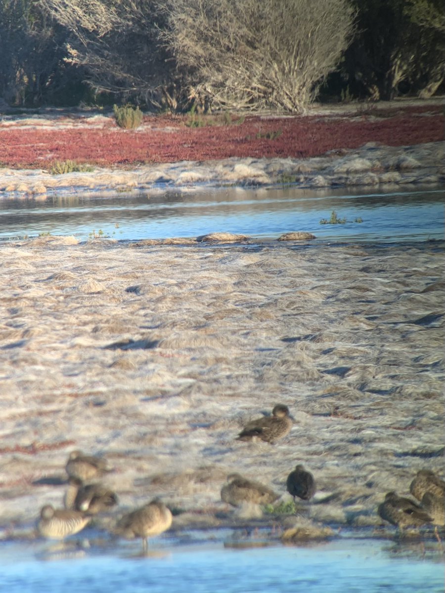 chestnuttealSA's tweet photo. 📷Chestnut Teal update!📷

It has been busy here at hq, keep reading for some updates!

A second trapping trip was undertaken earlier this month, which was sadly unsuccessful. However, Clare, one of our female Chestnut Teals, was spotted at Morella Basin! (see image)

1/2 https://t.co/OWKG0ZydWJ