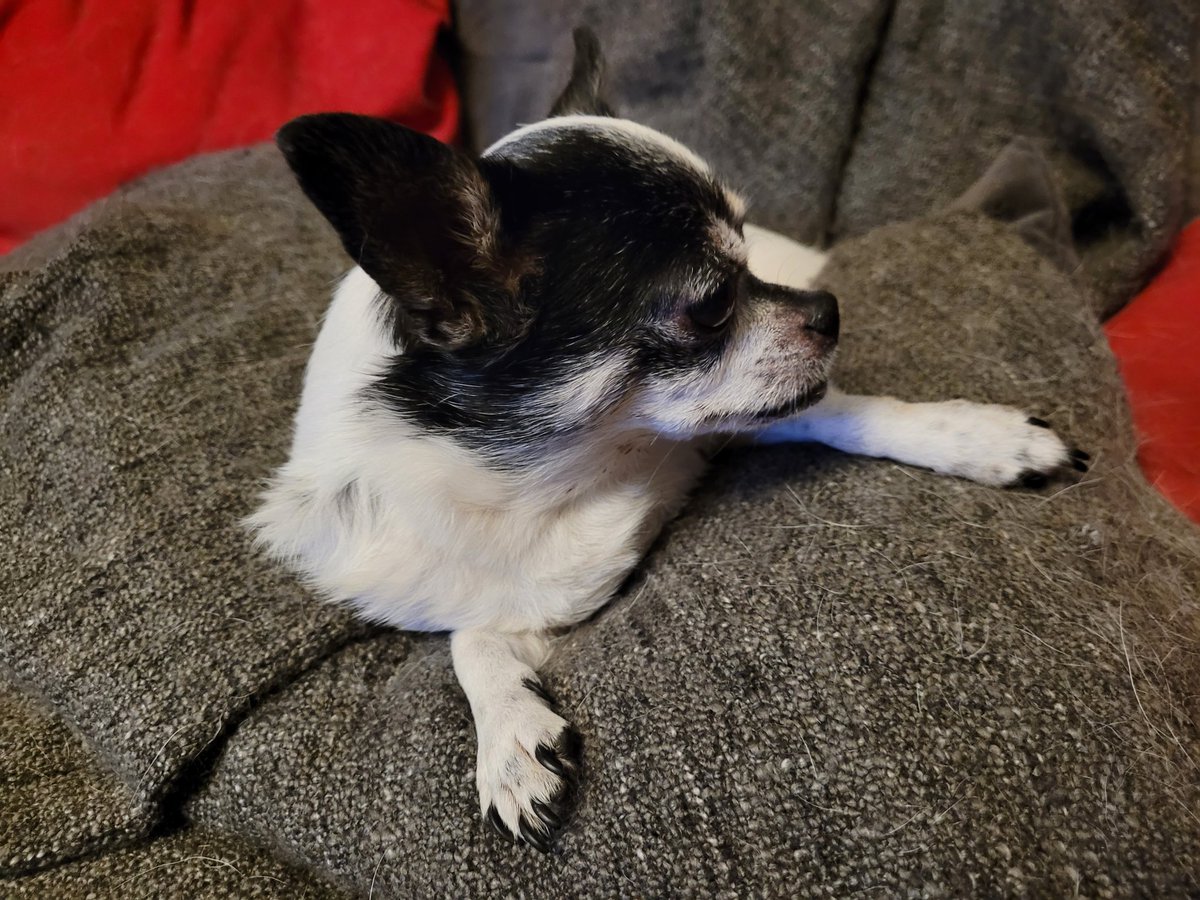 Guten Morgen, ihr Lieben. 🧡 

Wo ist denn dieses Wochenende? Hoffentlich kommst das bald.
🐶🍀☀️😊