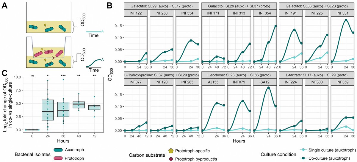 Key summary: We found lineage-specific substrate specialisation across the population. Co-cultures with different lineages display consistent reciprocal cross-feeding for these substrate breakdown products. In other words, when it comes to Klebsiella, no pirate left behind 🏴‍☠️