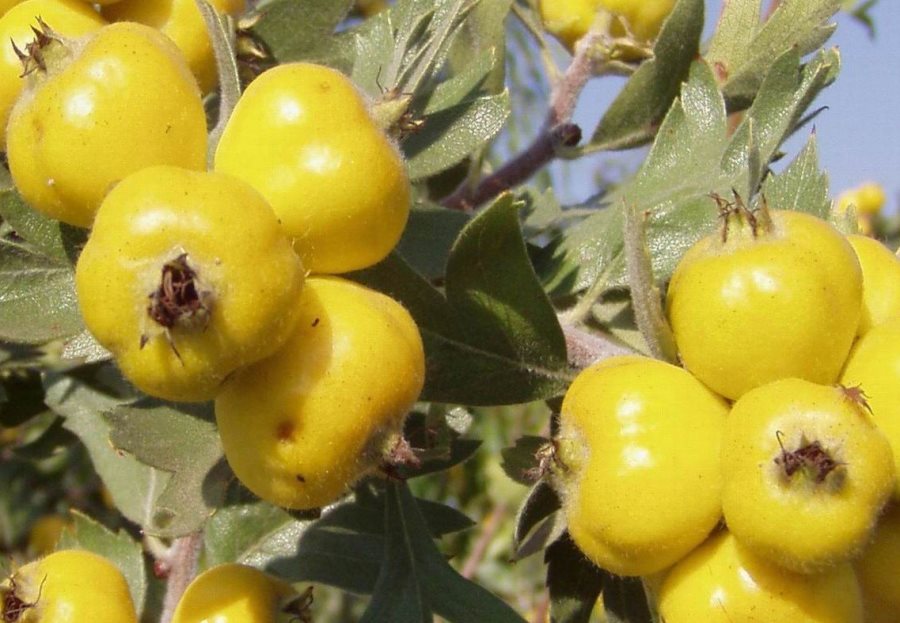 Ferhatarslandr's tweet image. Ne bu bitki ? Bileniniz var mı?
Alıç!
Ağır yazacağım kusuruma kimse bakmasın.

Ey Allahın okumuş tıp fakültesi bitirmiş malı! ( Bana hakaret edenlere yazıyorum)

Bu bitkinin hücreiçi bir çok yola üzerinden tümör hücrelerine etki ettiğini 

Bak mekanizmaları ile (tumor protein p53…