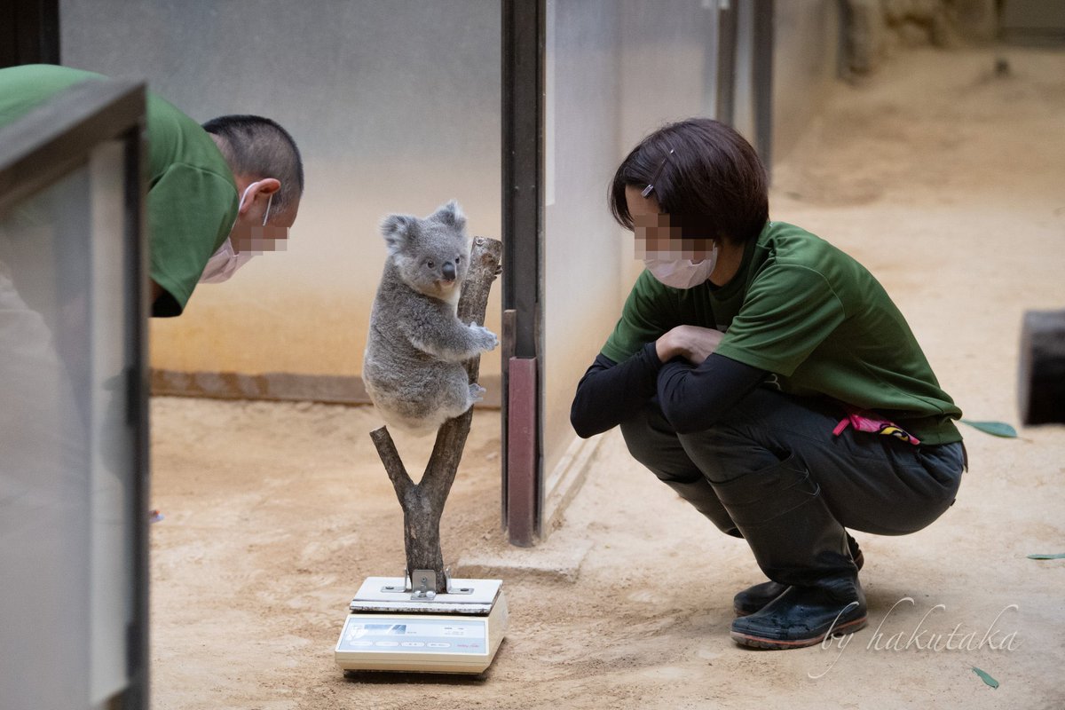コアラの体重測定が可愛すぎる