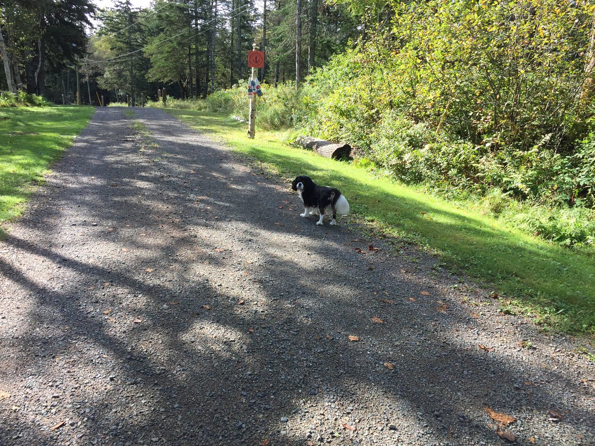 Melissa & Cherished💗Rossi - the 🇨🇦 Cav🐶🌈🐾❤ tweet media