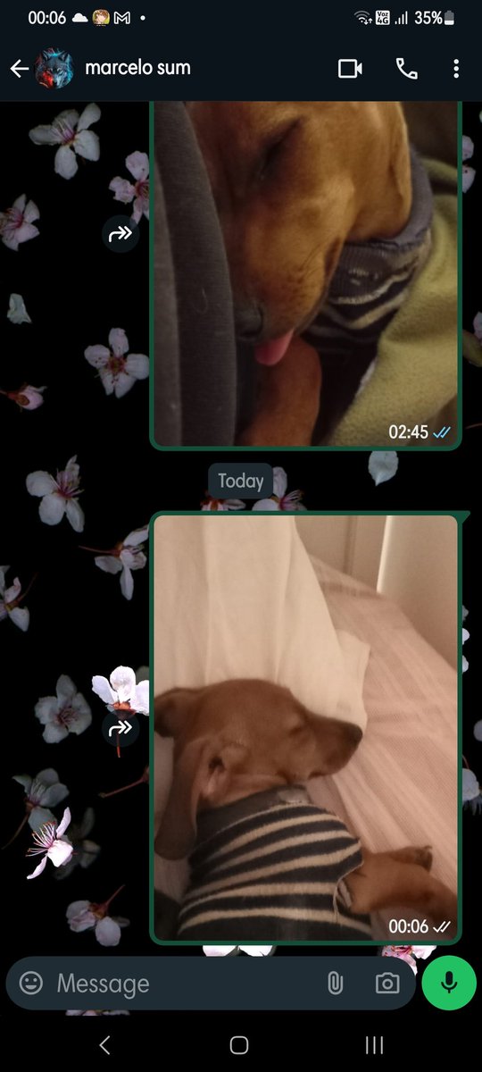 _happy_artemis_'s tweet photo. shout out to my neighbor whos with his family in another province and asked me to take care of his dog 😍 https://t.co/r6Ct29jWfp