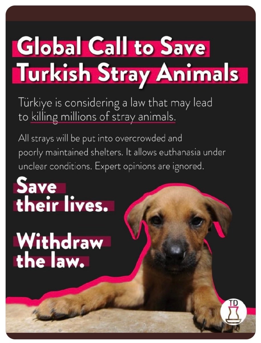 GTuflu70554's tweet photo. @domdyer70 @mayrukcouture #globalcall #helpstrayanimals #help https://t.co/XYXew2FKCV