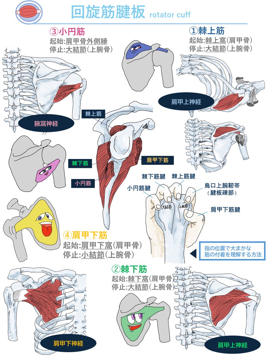 harizyupt's tweet photo. ✔回旋筋腱板(ローテーターカフ)
回旋筋腱板を構成する筋群(棘上筋/棘下筋/小円筋/肩甲下筋)の位置関係をキャラクターで整理してみました。 https://t.co/HGqyPLN9vc