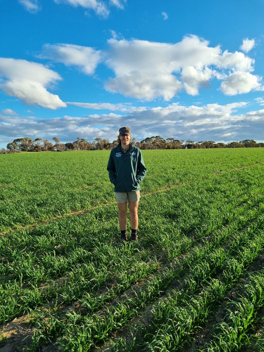 Taking a look at a new potential future release - quick oat variety  15175-56 with agronomist <a href="/TomStanicich/">Tom Stanicich</a> south of Koorda. Sown at 33 kg/ha germinating around the 3rd of June with less than 100mm so far this season.