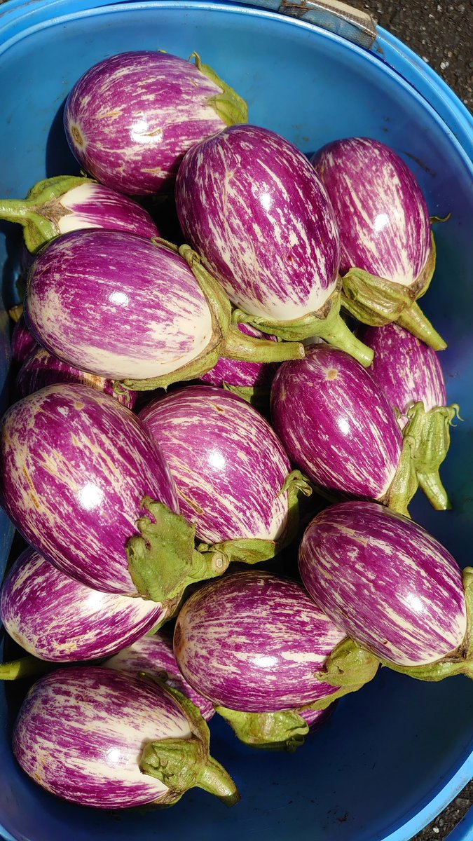 minor_farmer's tweet photo. 本日のおすすめ野菜は🇫🇷フランスのナス🇫🇷アレキサンドラですメダルがたくさん取れるように増量中です。 https://t.co/ig8wCdemJa