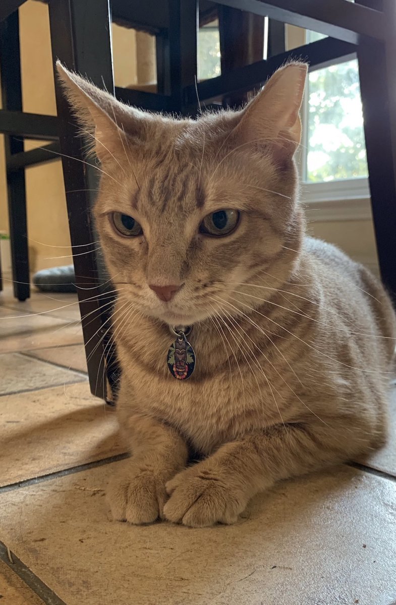 shawn_ch's tweet photo. @notcapnamerica Mother of six cats, here 🐈 https://t.co/8gLP7x0FPa