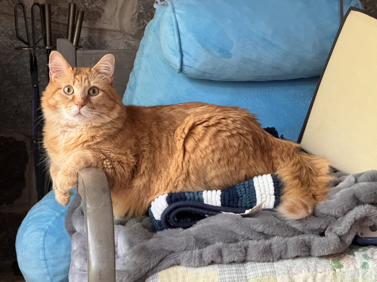 shawn_ch's tweet photo. @notcapnamerica Mother of six cats, here 🐈 https://t.co/8gLP7x0FPa