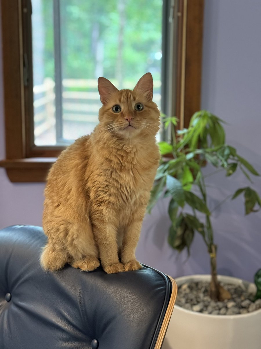 shawn_ch's tweet photo. @notcapnamerica Mother of six cats, here 🐈 https://t.co/8gLP7x0FPa