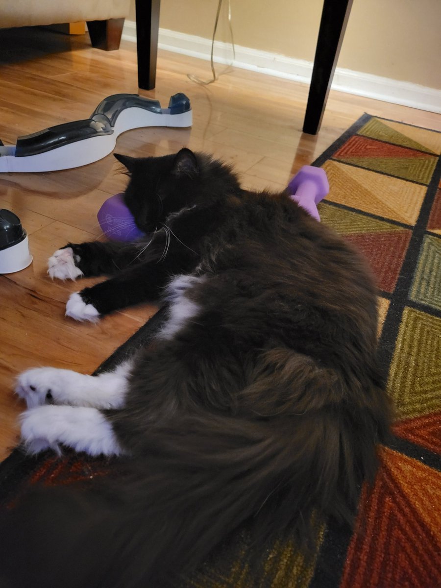 Uruviel448's tweet photo. @GymterPets Here is Pepper after his weight training workout 😸 https://t.co/rfOKe7nO6A