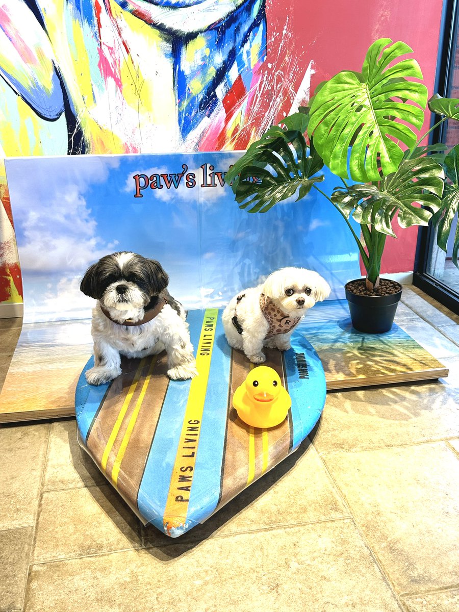 ShihTzu_Picasso's tweet photo. ３年ぶりにお友達との再会のピカたん！
今度はお友達は、ロンドンからシドニーにお引越し💦お引越し頑張れー！ https://t.co/n9DIB2zTMk
