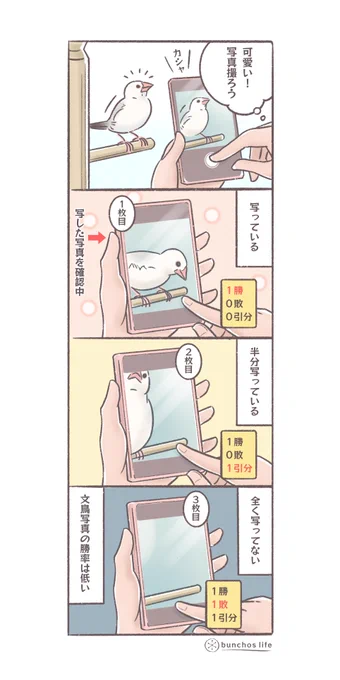 文鳥達の写真は沢山撮るけれど勝率が低いので投稿できる写真は少ない
#文鳥 
#4コマ漫画 
