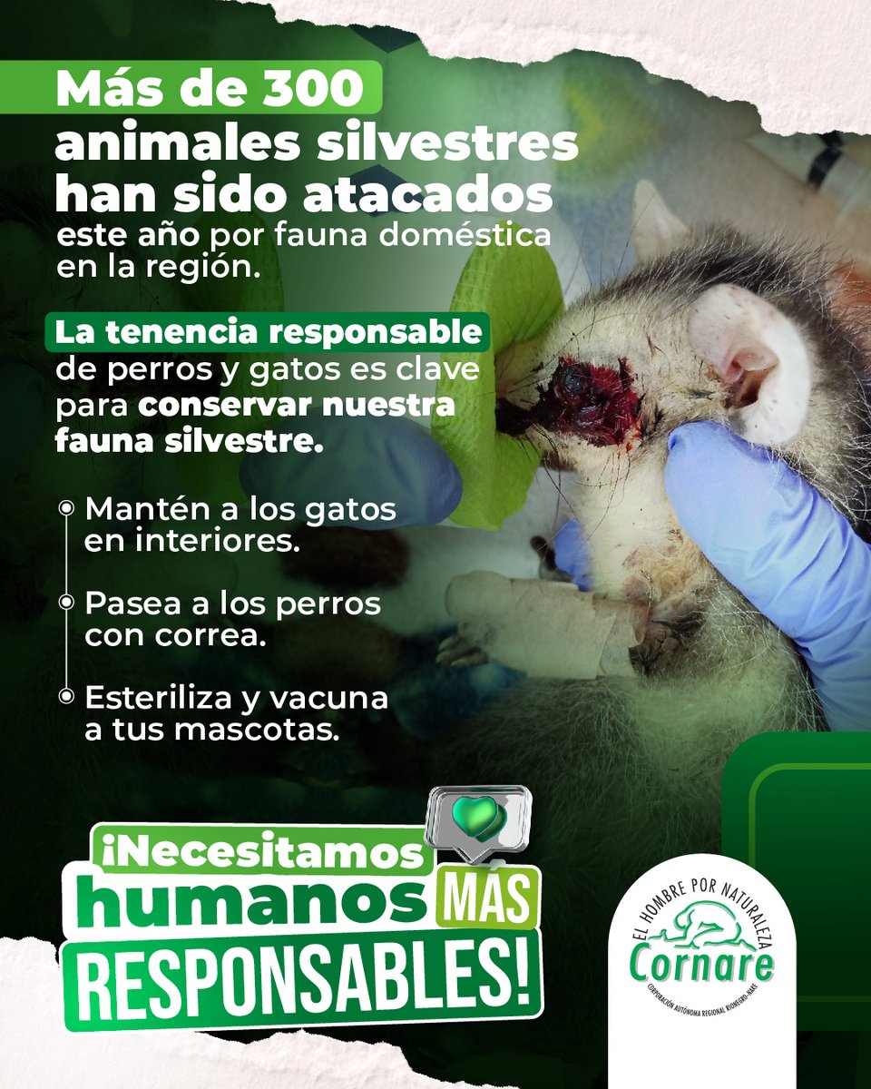 PeriodicoEP's tweet image. Recomendaciones de @cornare para proteger la fauna silvestre:

🐱 Mantener a los gatos en interiores.
🐶 Pasear a los perros con correa.
💉 Esterilizar y vacunar a las mascotas.

#FaunaSilvestre #CuidadoResponsable #ProtecciónAnimal #Cornare #Biodiversidad #TenenciaResponsable