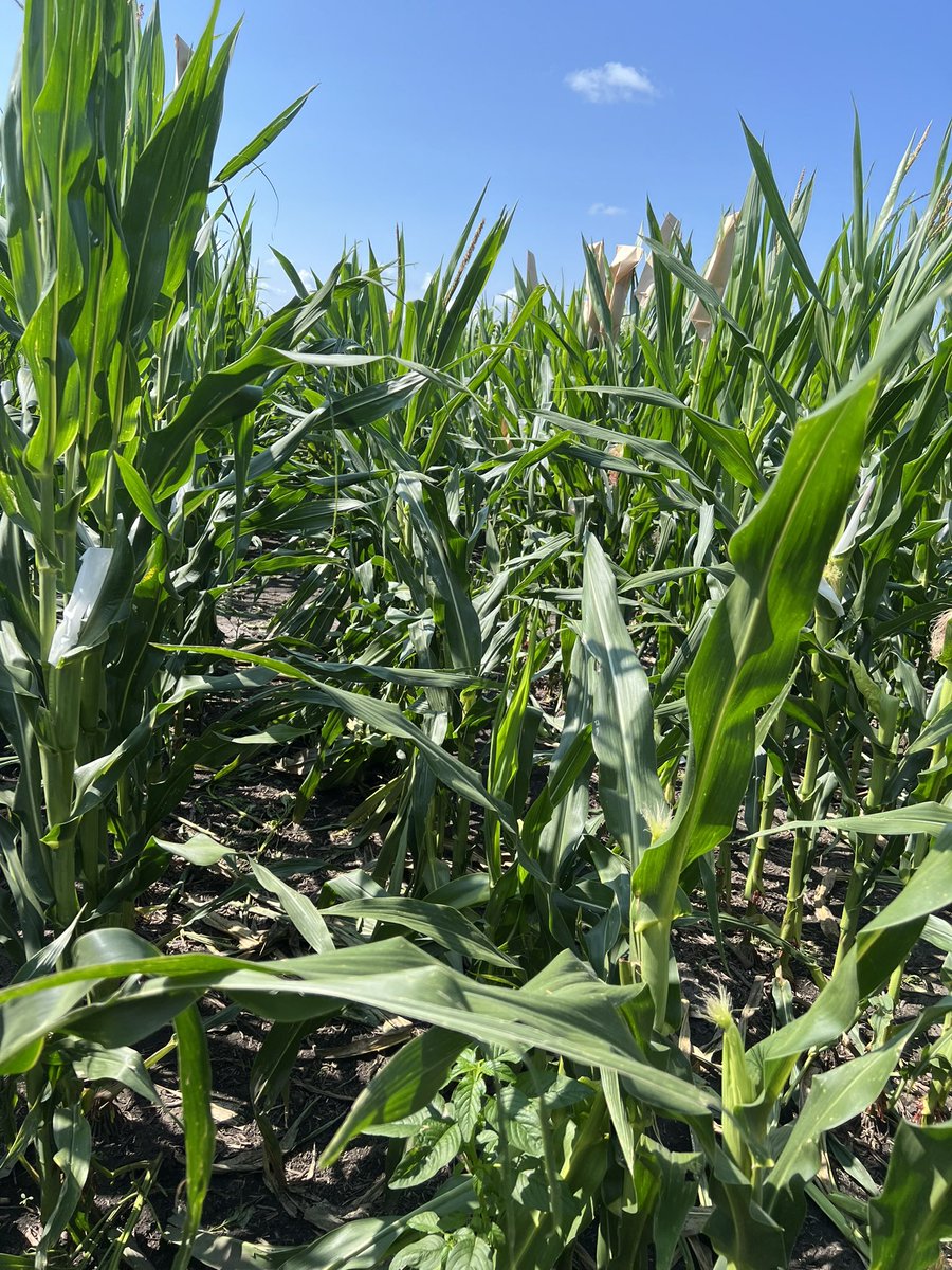 Scott Stelpflug tweet media