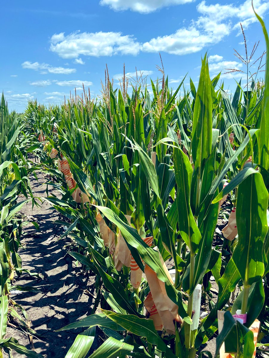 Scott Stelpflug tweet media