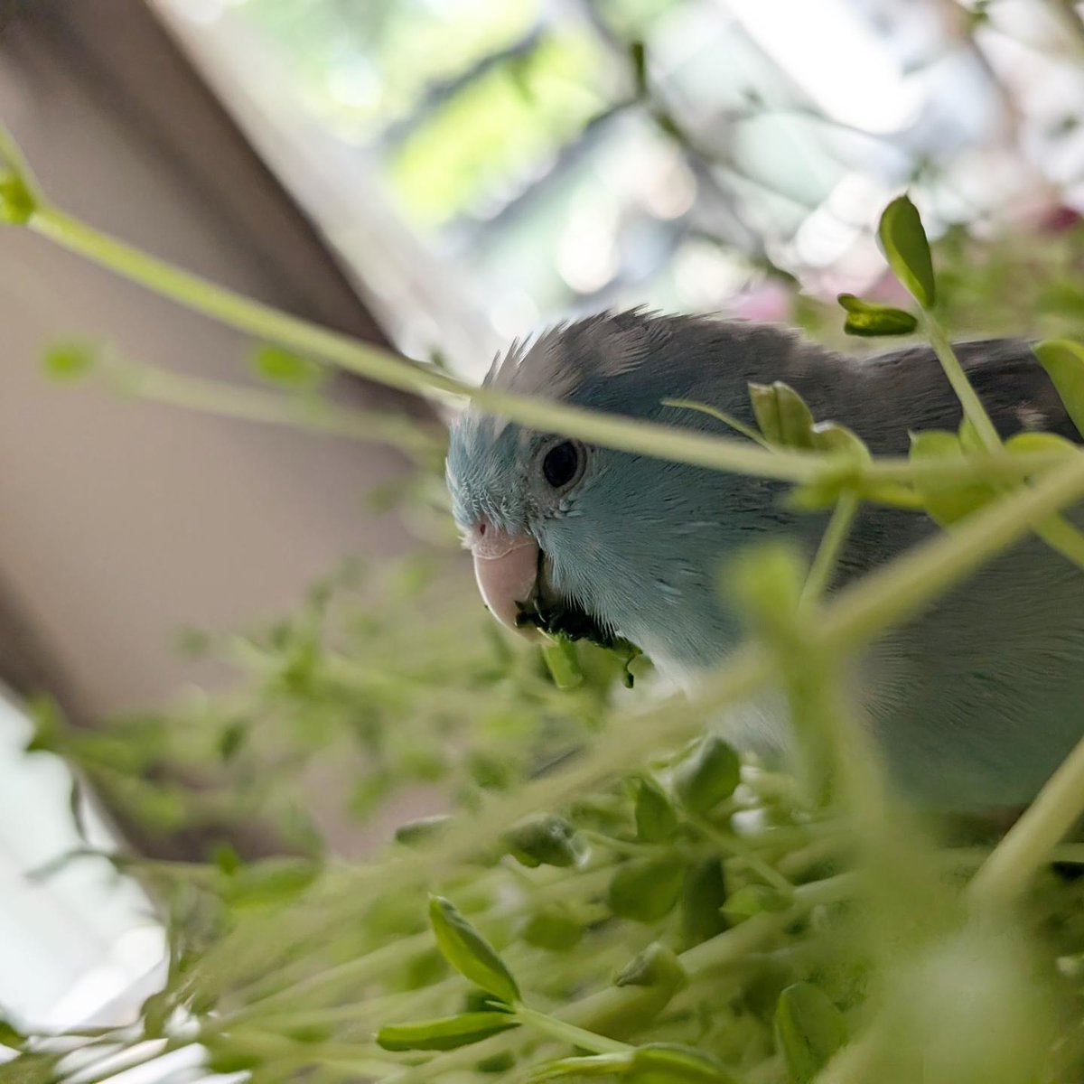 皆さんのところの子は豆苗好きですか？
おまめちゃんは大好きです。
アゴ…