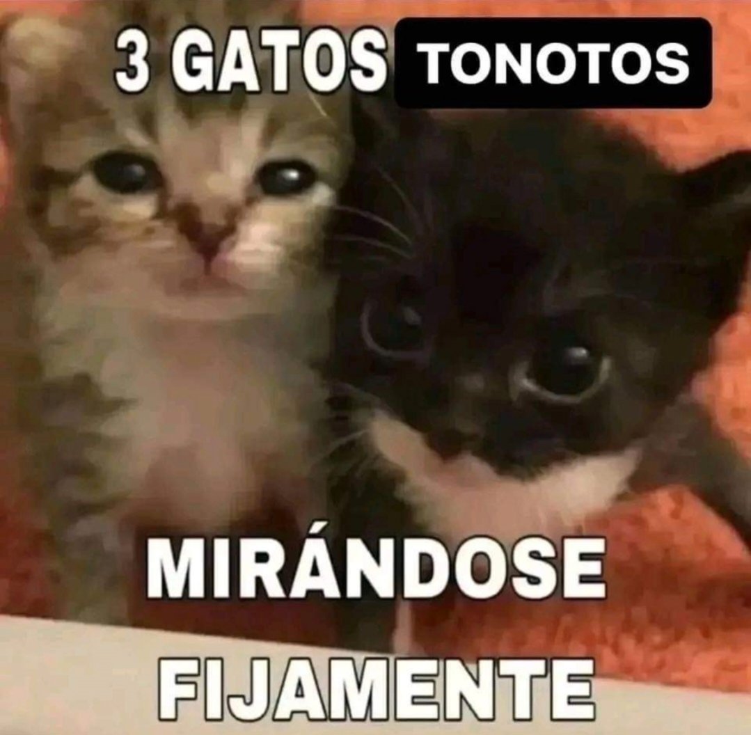 boladepelosof's tweet photo. 🐱 🔄 😼 🔄 😺

#boladepelos #michimeme #catsofx #gato #gatos #gatitos #gatosfelices #catslovers #mascota #mascotas #mascotasfelices #felinos #felinoslindos #michis https://t.co/dSKnXk5Zct