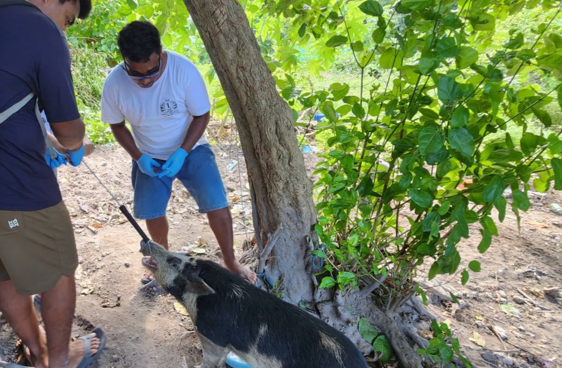 spc_cps's tweet photo. #PacificAgriculture🌱 | Today #Kiribati wraps up #paravet summer school training, led by @spc_cps and #DAFFAustralia. The training equips #AnimalHealth and production officers—with essential skills to protect the country against invasive threats.
🤝@EUPasifika @KiribatiGov https://t.co/TC68weKVKj