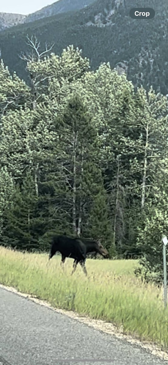 Hey moose, @Climatologist49 now at number 1 for the year.  Just south of Red Lodge Mt.