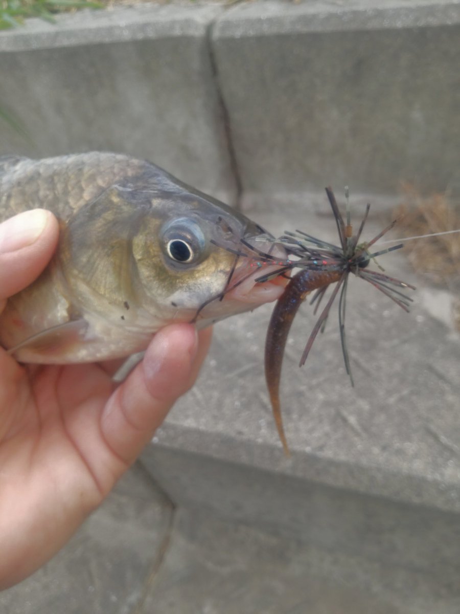Stallion4829's tweet photo. 食後の昼活🌞夏の昼爆を期待してたらカレント弱まり40UP1本😅ラストにマブナのオマケ🤣
#筑後クリーク
#バスフィッシング
#Legaredesign
#kugiラバ
#DUEL
#Pazdesign
#ZPI
#TEAMZELOS
#プロアーム
#ZELOSMCハンドル
#NOIKE
#ピンテールスティック3
#NOIKEマーケティング https://t.co/T4AvaYzuCc