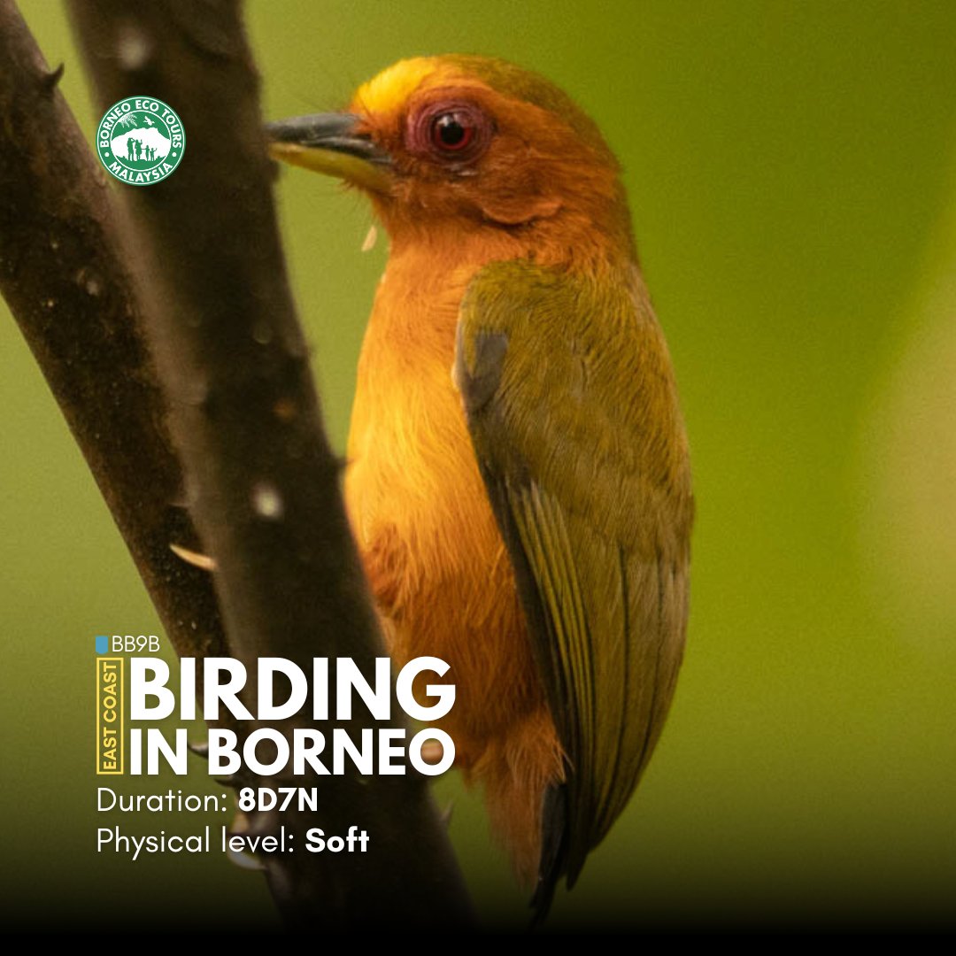 borneoecotours's tweet photo. Immerse yourself in the richest and most exotic birdlife of Borneo on our 8-day tour of Sabah's East Coast. Led by our in-house birding specialist guides, discover over 316 bird species, including 20 endemics.

Book now for an unforgettable adventure!

🔗: https://t.co/5vpXlrooRm https://t.co/HApeDPTeyh