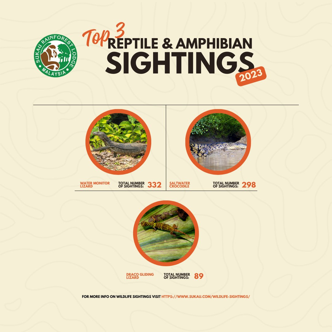 sukaurainforest's tweet photo. In Kinabatangan, commonly sighted reptiles include the Water Monitor Lizard and Saltwater Crocodile, known for their size and adaptability. 

These reptiles play crucial roles in the ecosystem, adding to Kinabatangan's allure for wildlife enthusiasts. 

(Observation-based data) https://t.co/3drlA345Tg