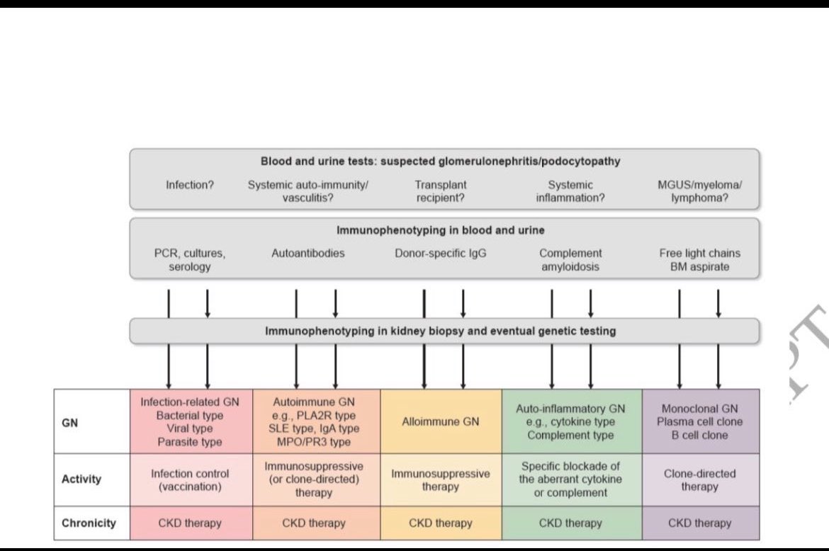 🫘New Glomerulonephritis Classification 

academic.oup.com/ndt/article/38…

<a href="/NDTsocial/">NDT</a> <a href="/hjanders_hans/">Hans-Joachim Anders</a>