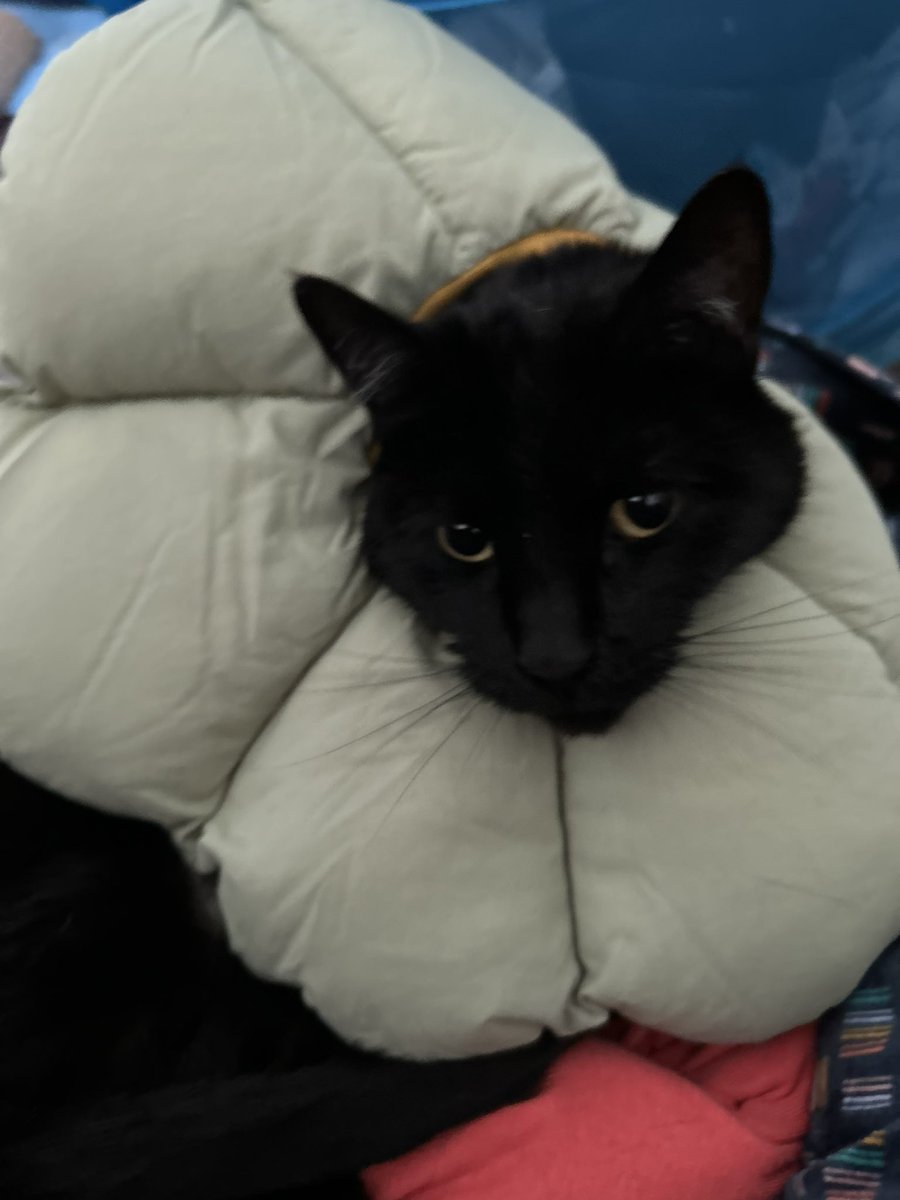 Jaydee 🐰 tweet media