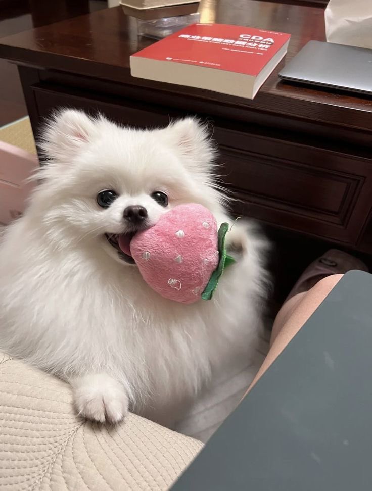 twaniimals's tweet photo. 🍓 https://t.co/2722lPovvQ