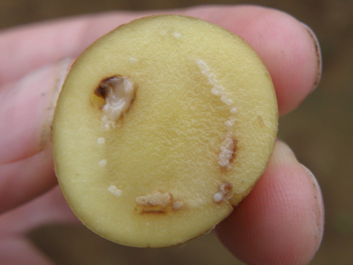 UsengimanaEric8's tweet photo. Let us discuss about 🥔 bacterial wilt. What do you know about this disease?
#FatmToTable
#AgInfluencersRw https://t.co/7jTABjeYM3