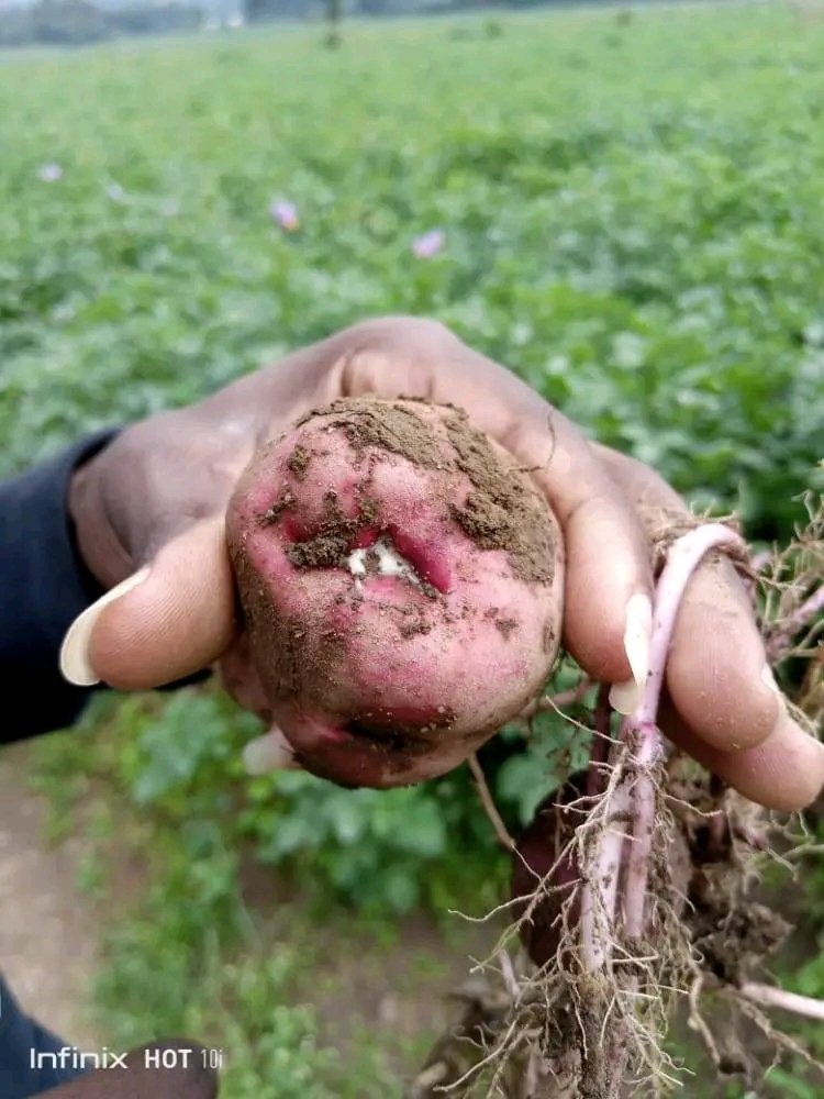UsengimanaEric8's tweet photo. Let us discuss about 🥔 bacterial wilt. What do you know about this disease?
#FatmToTable
#AgInfluencersRw https://t.co/7jTABjeYM3