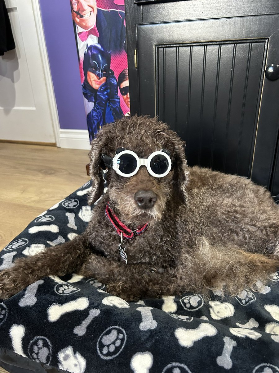 Teddy Bear is having a GREAT SUMMER! #katyamusic