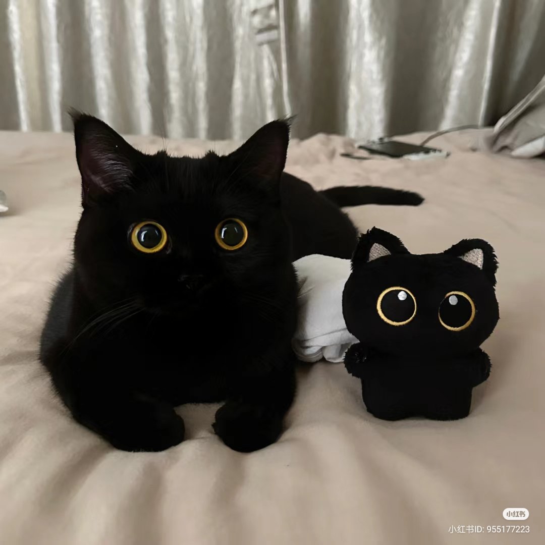 nocontextscats's tweet photo. 👁️👁️ https://t.co/S6FDQGPDpH