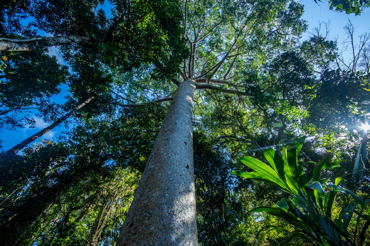 ooking up through the canopy, every leaf and branch tells a story of survival and growth. 🌱
