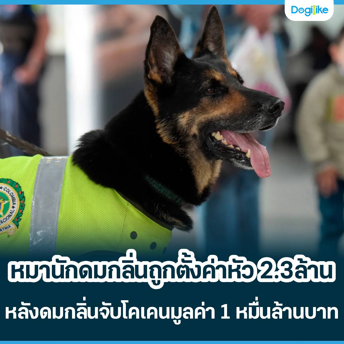 webDogilike's tweet photo. 🐶 น้องหมาตัวนี้คือหมานักดมกลิ่นที่ถูกแก๊งค้ายาโคลอมเบีย ตั้งค่าหัว 2.3 ล้านบาท หลังดมกลิ่นจับโคเคน 10 ตัน มูลค่า 1 หมื่นล้านบาท!
.
💥 น้องจะรอดจากอันตรายได้หรือไม่ ... อ่านต่อ ➡️ https://t.co/plmrIRZNZL

#dogilike #doglovers #AnimalCruelty #ทาสหมา https://t.co/QhtmLMVY3u