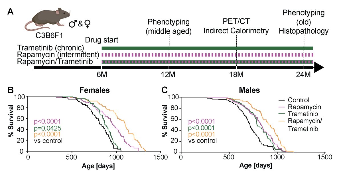 alexkesin's tweet image. BREAKING: Rapamycin + trametinib in combination extend maximum lifespan by up to 35% in mice