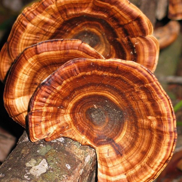 Fin Fact! When you get up close to a Bracket Fungi you see these beautiful circles and many shades of browns. Typically found on the trunks of trees, they feed on biomass produced by other living rainforest organisms and reproduce by sending huge amounts of spores into the air🍄