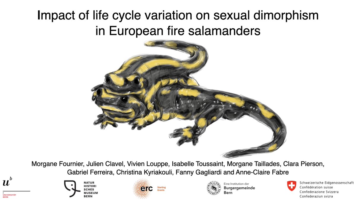 Kafka_project's tweet photo. @i_tsst and @Morgane_Fo will present their first PhD results on the impact of size and development on feeding strategy in axolotl and on the impact of life cycle on sexual dimorphism in fire salamanders respectively. Date and time to be determined.... https://t.co/rYpKiWb82j