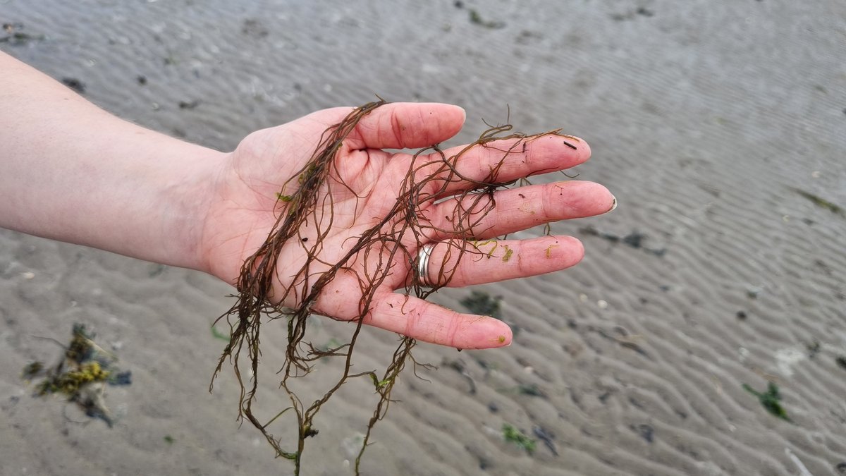 Cardiff Curator tweet media