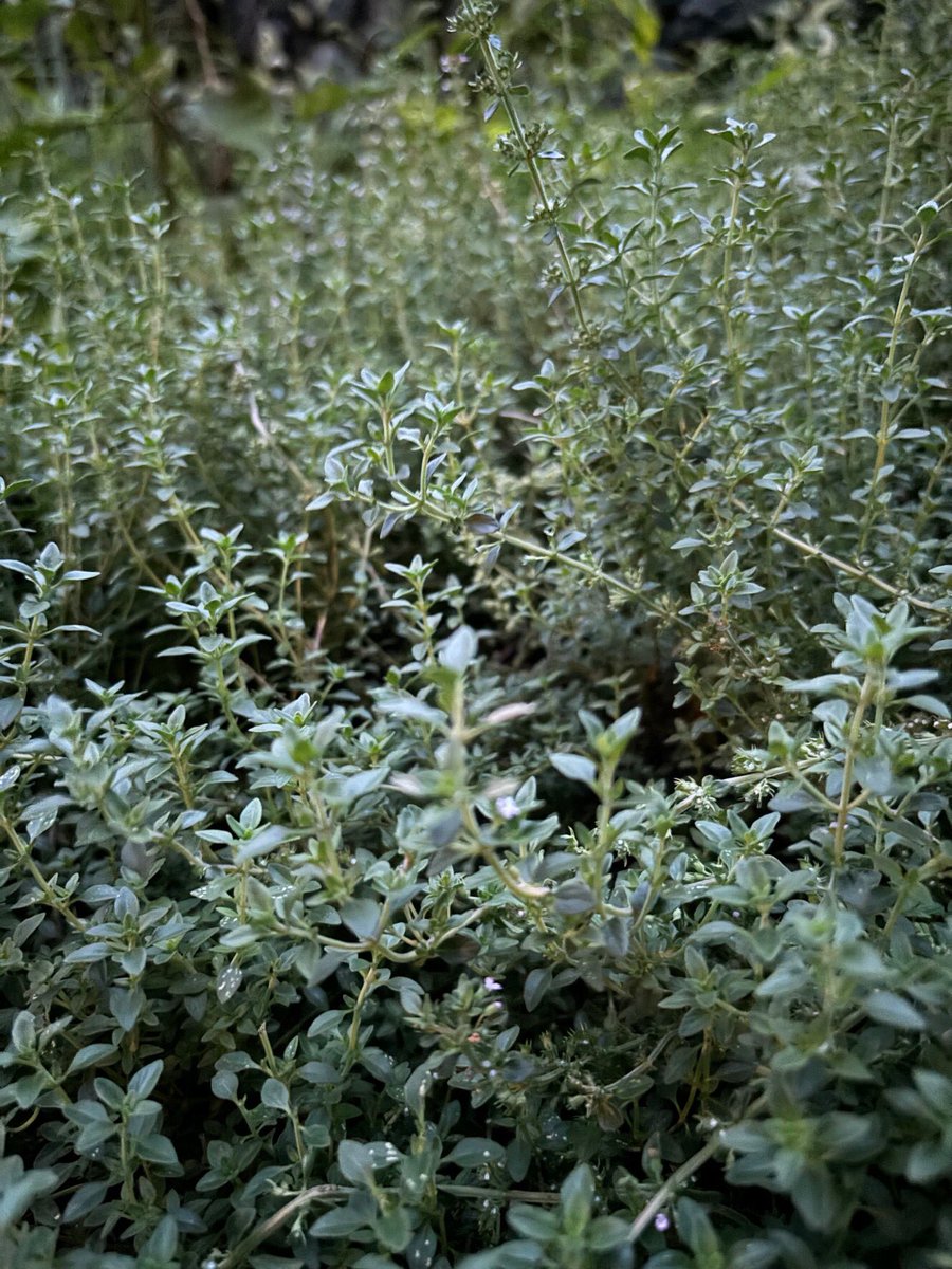こんなに暑いのに•••増えるタイム🌿